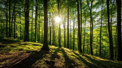 Obraz premium Sunlit Beech Forest Slope, Green Canopy, Sunrise, Nature, Wallpaper