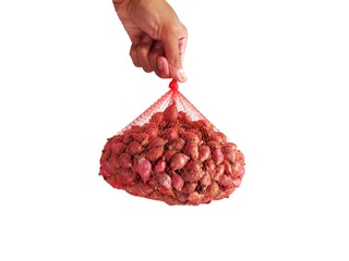 Hand holding red onion on white background.