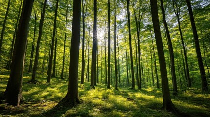 Obraz premium Sunlit Beech Forest, Green Canopy, Sunlight Beams, Spring Nature, Peaceful Landscape, Eco-Tourism