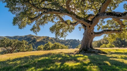 Fototapeta premium Majestic oak tree on hillside pasture, sunny day, rolling hills background, nature scene