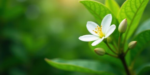 Fototapeta premium A single delicate white blossom with yellow stamens, nestled amongst vibrant green foliage, bathed in soft sunlight