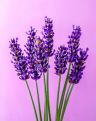 Obraz premium Lavender sprigs in soft purple hues natural setting detailed shot peaceful mood calming atmosphere