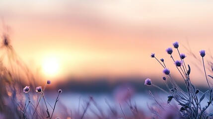 beautiful dreamy spring pink wildflower field against sunlight make enchanted vibes pastel gradient background