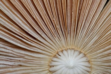 The Intricate and Beautiful Patterns of Mushroom Gills, Revealed So Closely in Detail