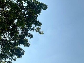 Fototapeta premium sky and tree