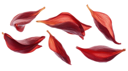 Red leaves on transparent background