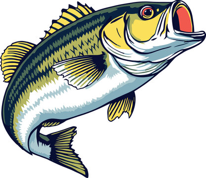 Largemouth bass jumping and opening mouth while fishing