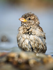 Sparrow bathing in the river. Close-up