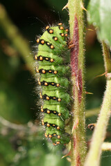 Naklejka premium Closeup on the caterpillar of the large European Emperor moth, Saturnia pavonia