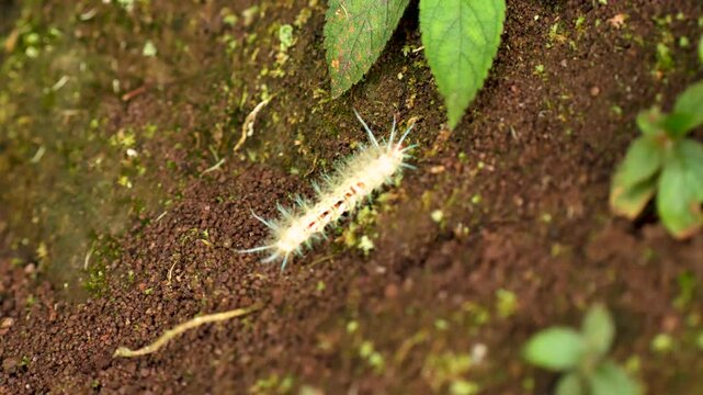 Close-up shot of the venomous Lonomia caterpillar, showing its intricate details and toxic nature. Filmed in the vibrant rainforests of Costa Rica.
