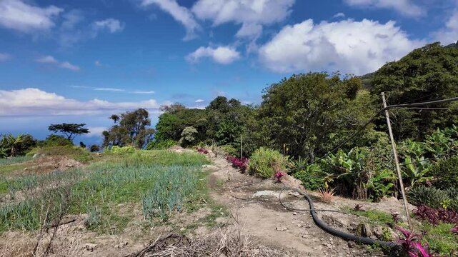 POV walking through dirt road between vegetable plantations, chives, broccoli and water irrigation mountain system