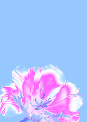 Obraz premium Close-up of a tulip flower with pink gradient effect on a pastel blue background. Minimalist design with ample copy space, ideal for creative projects. Pop art design