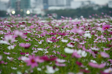 Flowers blooming along the Ham river 