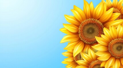 Obraz premium Bright Sunflowers Against Soft Blue Background