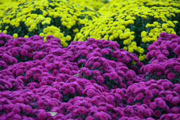 Array of flowers in purple and yellow for the celebration of  Tet.