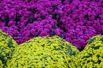 Bouquet of flowers set up for TET which is Vietnamese new year  