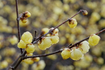 寒空に咲く蠟梅