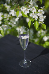 Clear glass with water and flower sits near blooming flowers in springtime