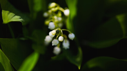 Delicate white flowers blooming among lush green leaves in nature