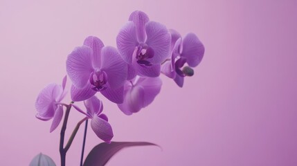 Obraz premium Beautiful purple orchids blooming against a soft pink background, showcasing vibrant colors and delicate petals