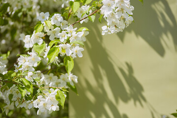 Branch with white apple blossoms and green leaves casting shadows on a light green background. Minimalistic nature composition