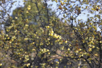 寒空に咲く蠟梅