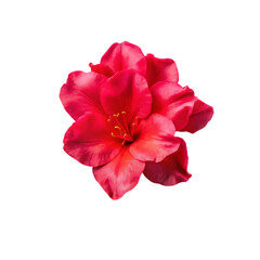 Pink Azalea Blossom Dew Drops Spring Flower