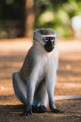 Shallow depth of field photo of an African blue monkey sitting still and upright staring.