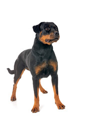 rottweiler in studio