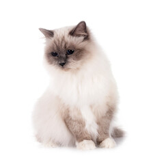 birman cat in studio