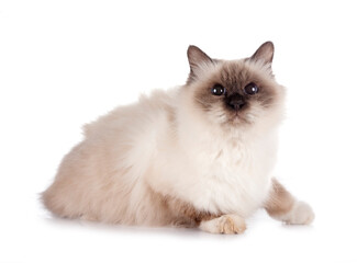birman cat in studio