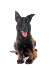 malinois in studio