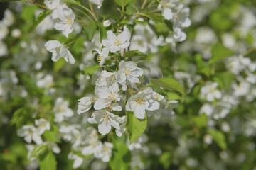 White blossoms blooming on branches in a sunny garden during spring
