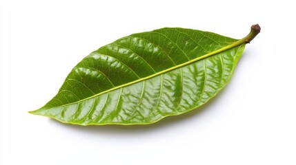 Obraz premium green cocoa leaf isolated on white