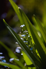 Fototapeta premium Bright green leaves cradling delicate blue flowers in a lush garden setting