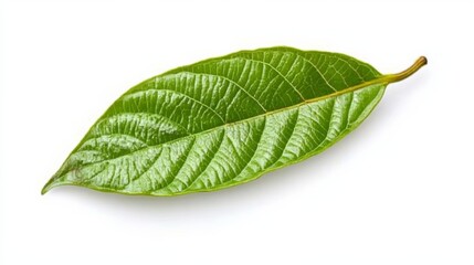 Fototapeta premium green cocoa leaf isolated on white