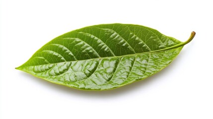 Obraz premium green cocoa leaf isolated on white