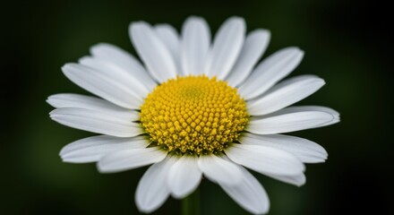 Obraz premium Daisy Close-Up: A Serene Macro Photograph of a White Flower