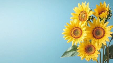 Obraz premium Bright Sunflowers Against a Soft Blue Background