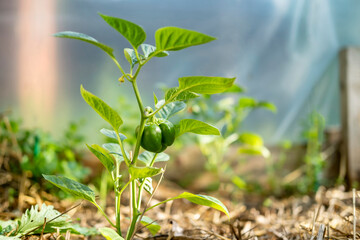 Growing vegetables with your own hands. Eco products. Pepper plant with a small pepper fruit.