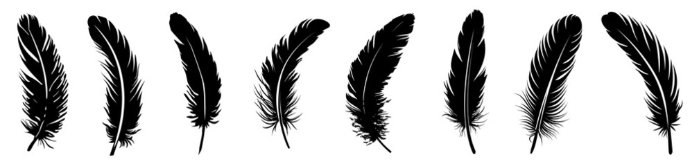 Fototapeta premium PNG Silhouette feathers elegant natural pattern, isolated element set, transparent background