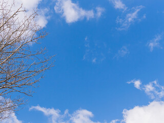 1月の青空と白い雲と葉の落ちた樹木224