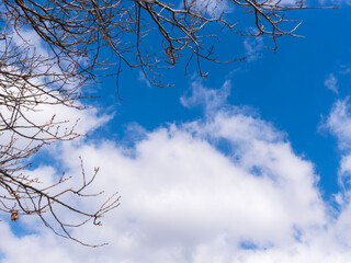 1月の青空と白い雲と葉の落ちた樹木226
