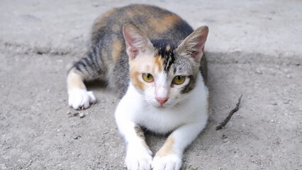 Cat lying on the floor