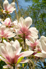 Obraz premium Blooming tree branches. Magnolia blossoms. Close-up of white magnolia flowers on a tree against the backdrop of a green spring park. blurred foreground 