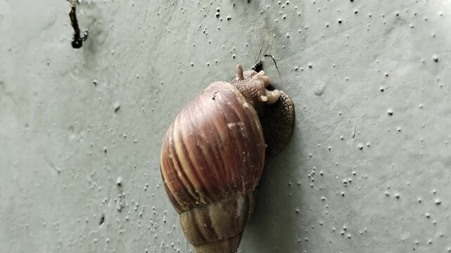 Gondang snails are freshwater snails attached to walls with a little sunlight in the morning. This snail is also called a gondang snail, ricefield snail, water snail, or tutut.