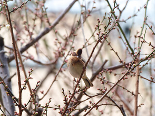 Emberiza elegans sitting on plum tree full of buds and looking for food