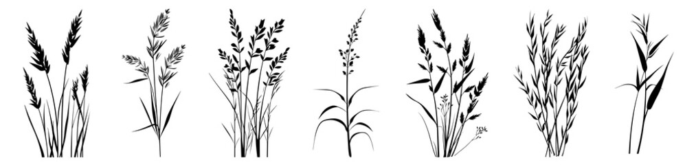 Fototapeta premium PNG Silhouettes of various grass plants, element set on transparent background
