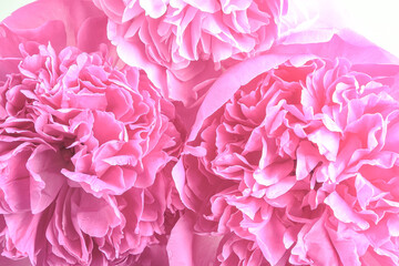 Obraz premium Close up of vivid pink peony petals, showcasing their intricate texture and natural beauty. A perfect choice for romantic or feminine-themed designs and projects. Full bloom