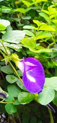 Clitoria ternatea flower